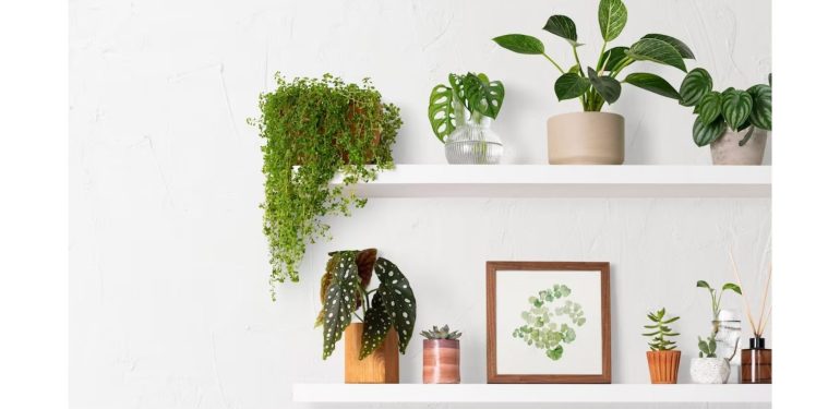 Evinizi Canlandırın: Ev Dekorasyonunda Kullanılabilecek Uzun Ömürlü Bitkiler